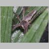 wolf spider 4.jpg